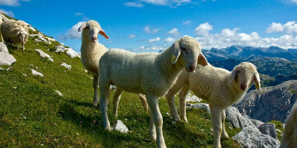 Tourist Farm Kranjc Βίλα Kobarid Εξωτερικό φωτογραφία